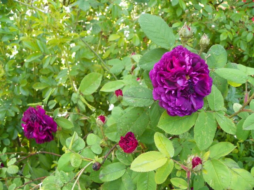 13 iun (34) - Trandafiri 2019