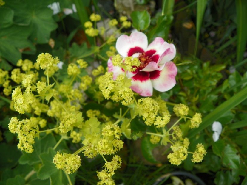 13 iun (37) - Trandafiri 2019