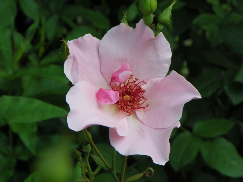 13 iun (86) - Trandafiri 2019