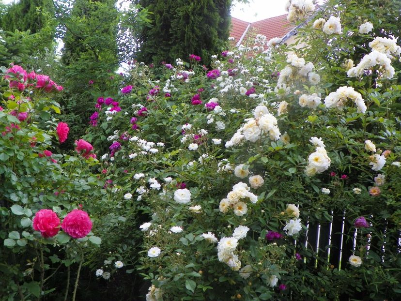 13 iun (92) - Trandafiri 2019