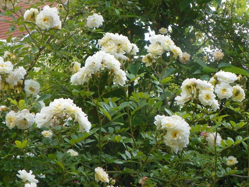 13 iun (93) - Trandafiri 2019