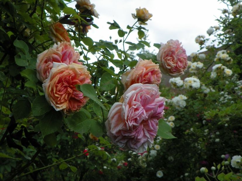 13 iun (98) - Trandafiri 2019