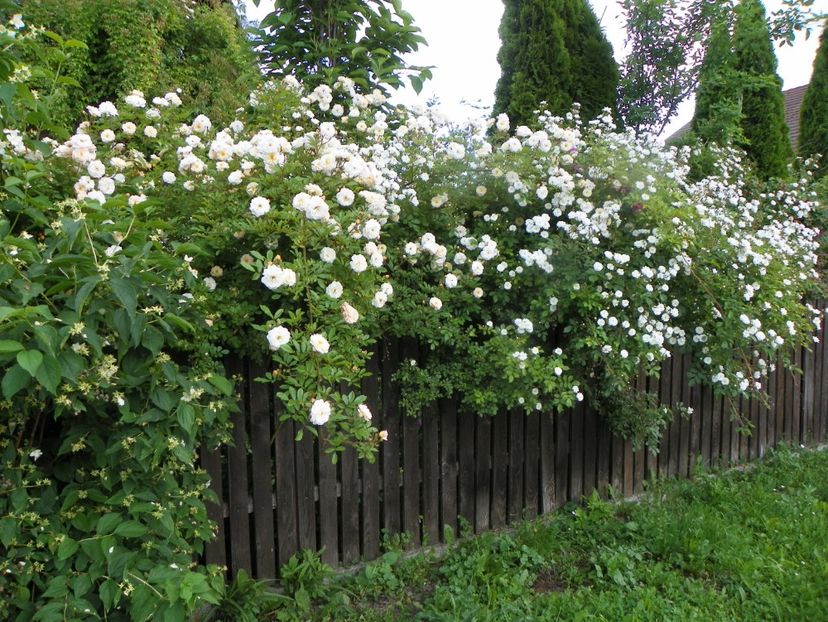 13 iun (99) - Trandafiri 2019