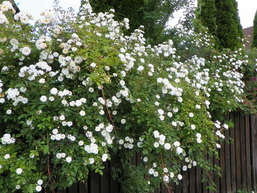 13 iun (101) - Trandafiri 2019