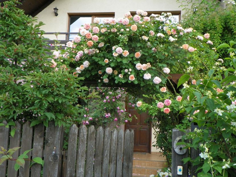 13 iun (102) - Trandafiri 2019