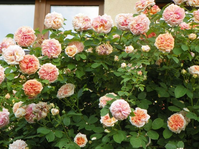 13 iun (103) - Trandafiri 2019