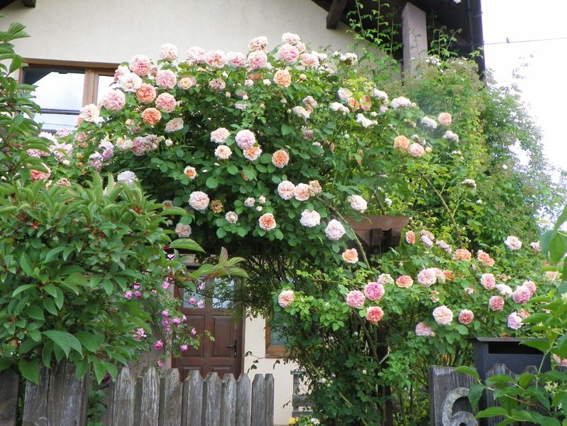 13 iun (104) - Trandafiri 2019