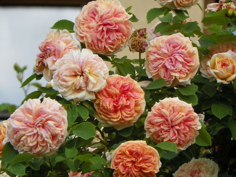 13 iun (105) - Trandafiri 2019