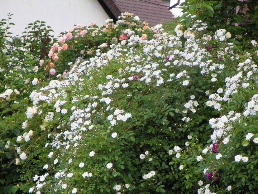 13 iun (108) - Trandafiri 2019