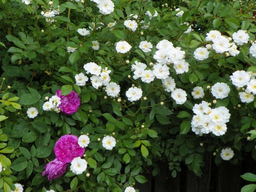 13 iun (109) - Trandafiri 2019