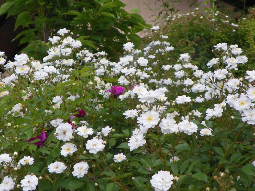 13 iun (110) - Trandafiri 2019