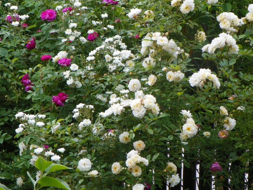 13 iun (121) - Trandafiri 2019