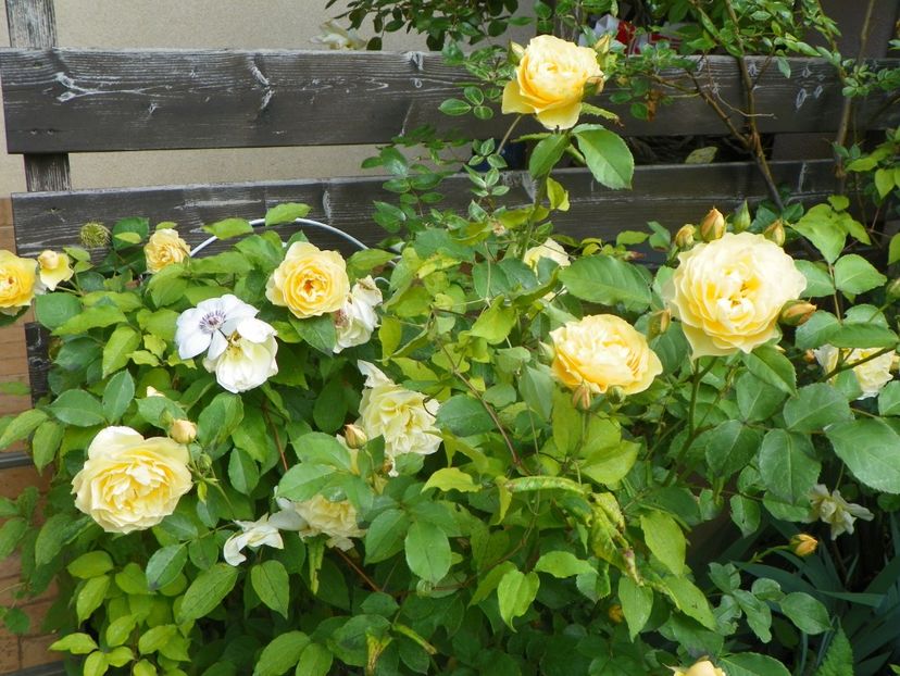 13 iun (122) - Trandafiri 2019