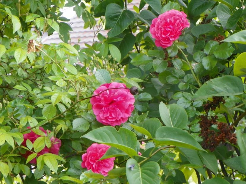 13 iun (123) - Trandafiri 2019