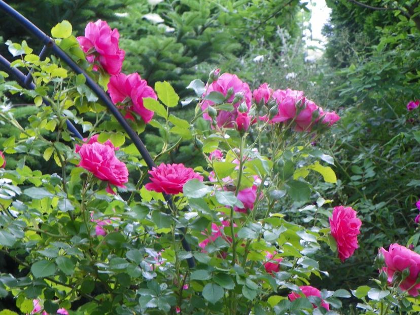 13 iun (124) - Trandafiri 2019