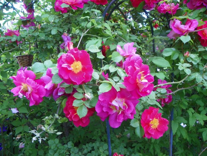 13 iun (126) - Trandafiri 2019