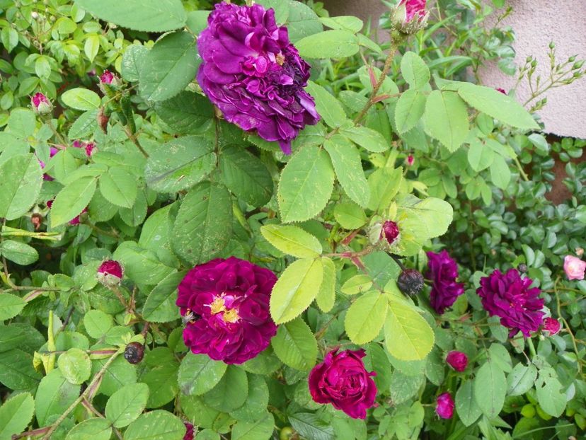 13 iun (129) - Trandafiri 2019