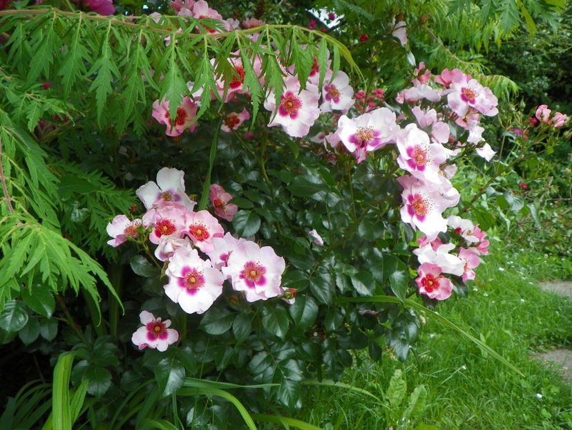 13 iun (138) - Trandafiri 2019