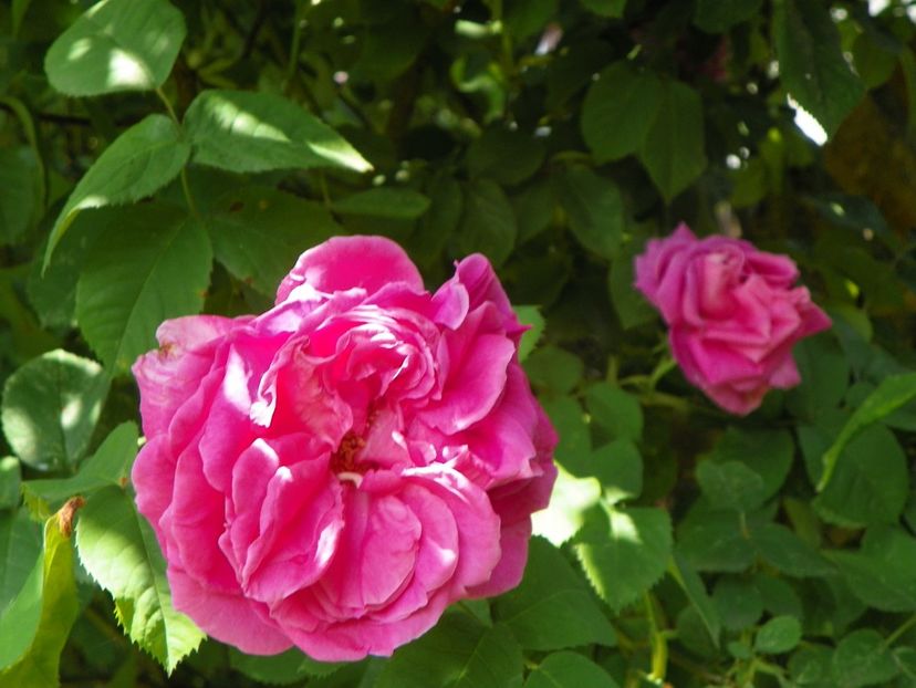 13 iun (166) - Trandafiri 2019