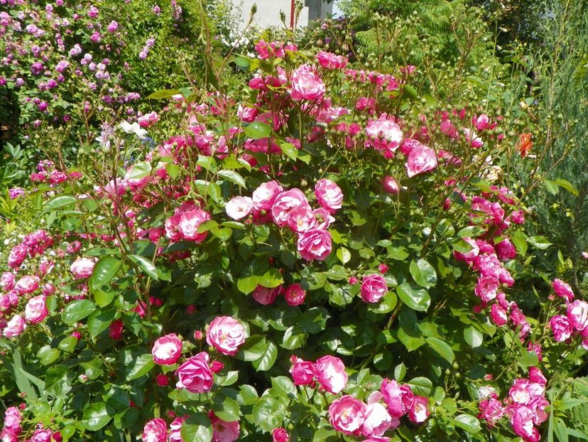 13 iun (176) - Trandafiri 2019