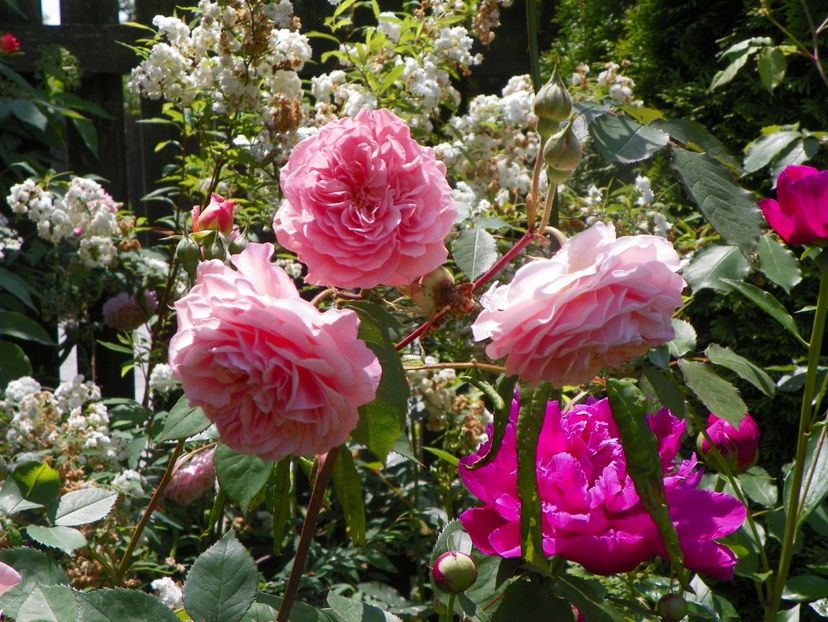 13 iun (184) - Trandafiri 2019