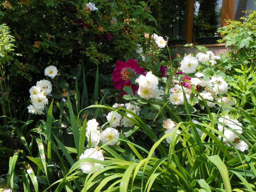 13 iun (198) - Trandafiri 2019