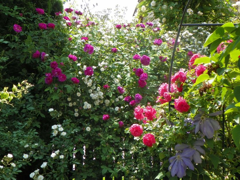 13 iun (201) - Trandafiri 2019