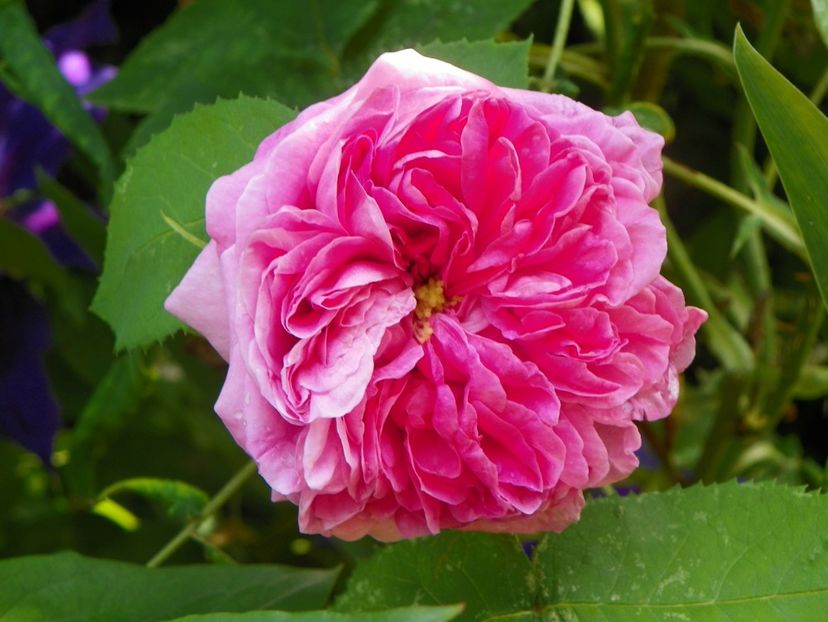 13 iun (202) - Trandafiri 2019