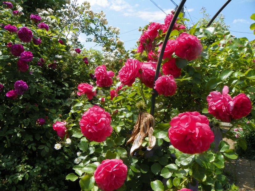 13 iun (205) - Trandafiri 2019