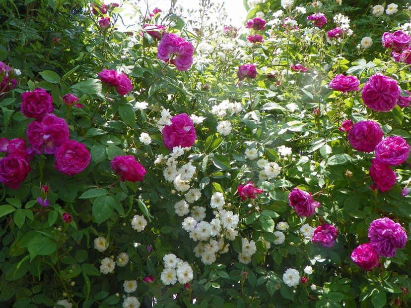 13 iun (207) - Trandafiri 2019