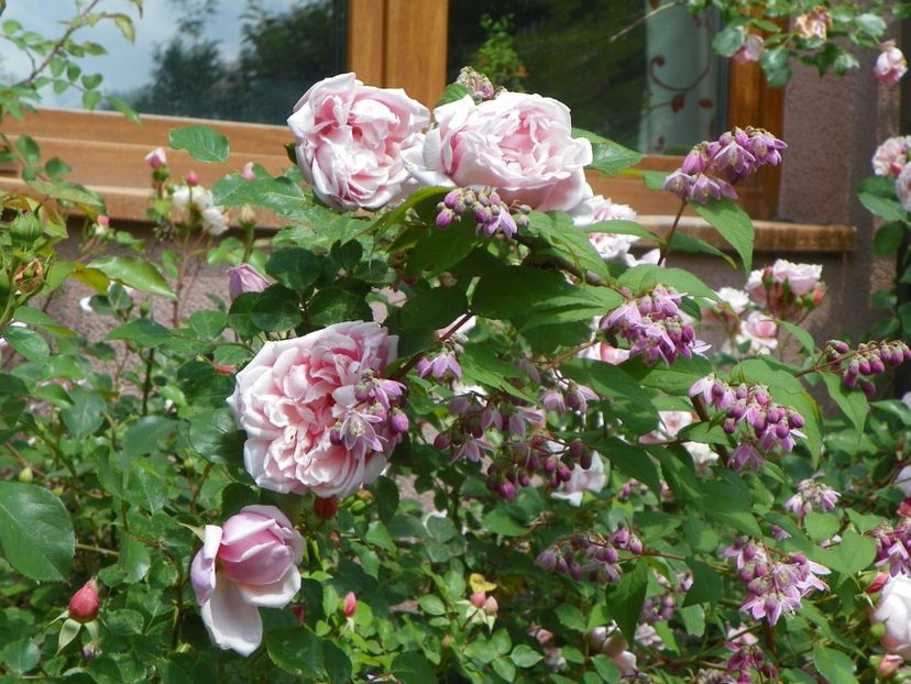 13 iun (214) - Trandafiri 2019