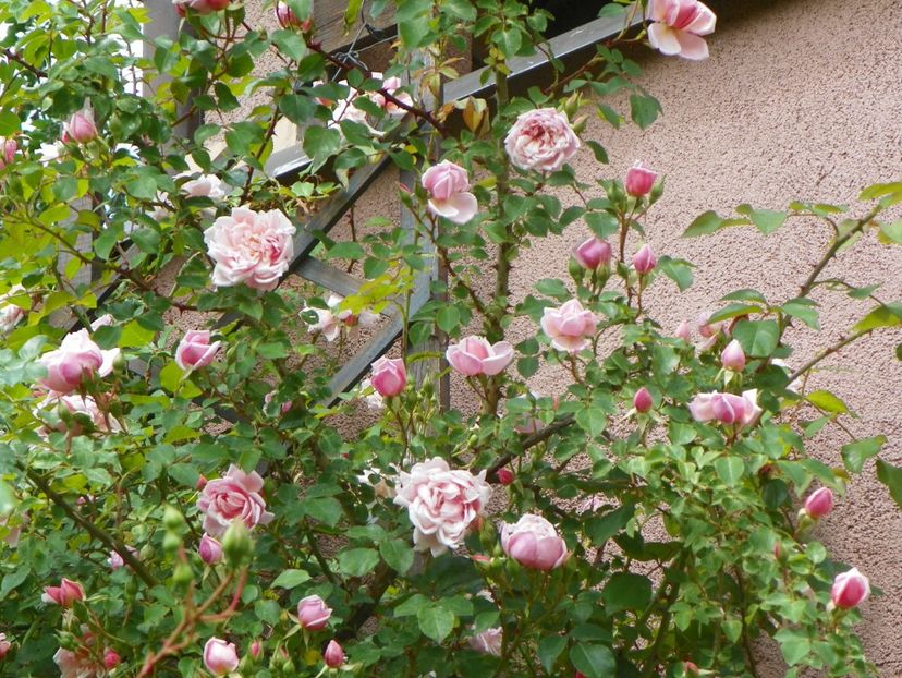 13 iun (216) - Trandafiri 2019