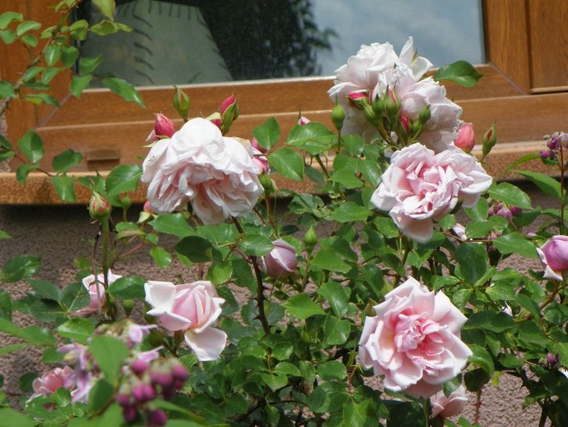 13 iun (217) - Trandafiri 2019