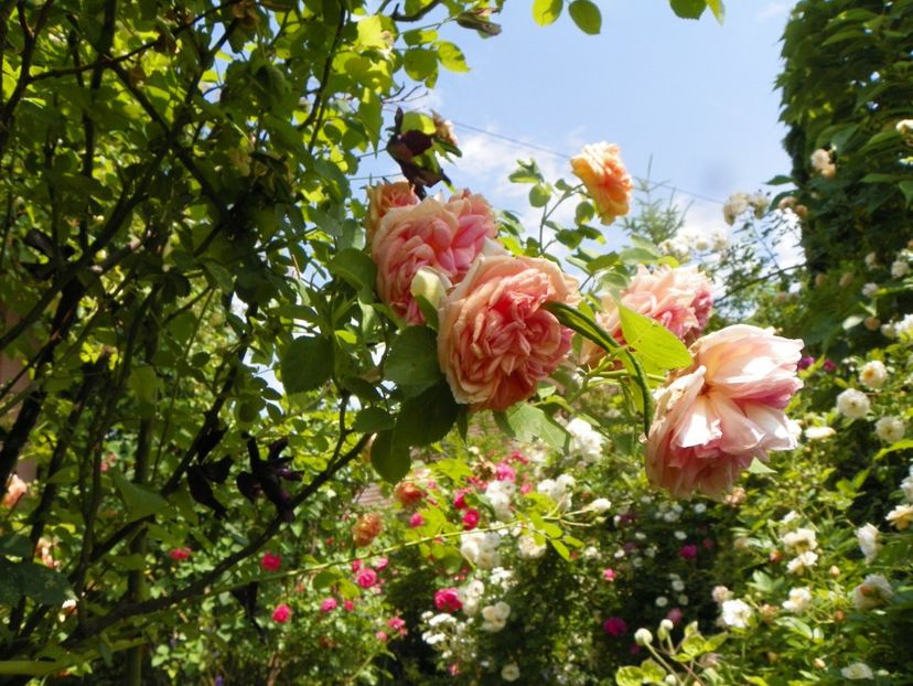 13 iun (221) - Trandafiri 2019