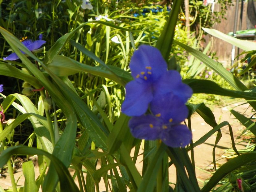 13 iun (21) - Vara 2019