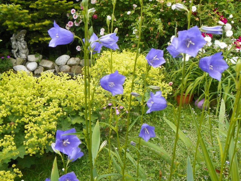 13 iun (44) - Vara 2019