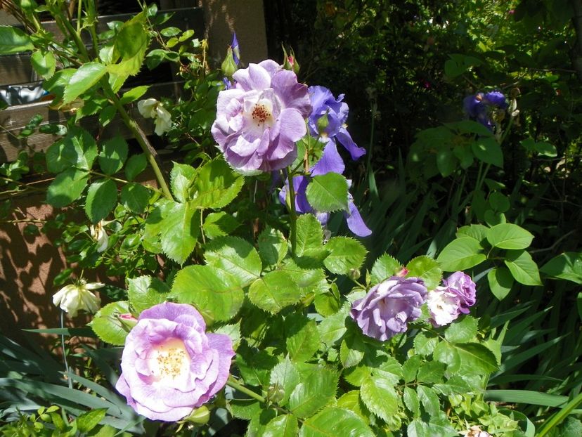 13 iun (223) - Trandafiri 2019