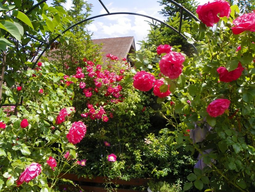 13 iun (224) - Trandafiri 2019