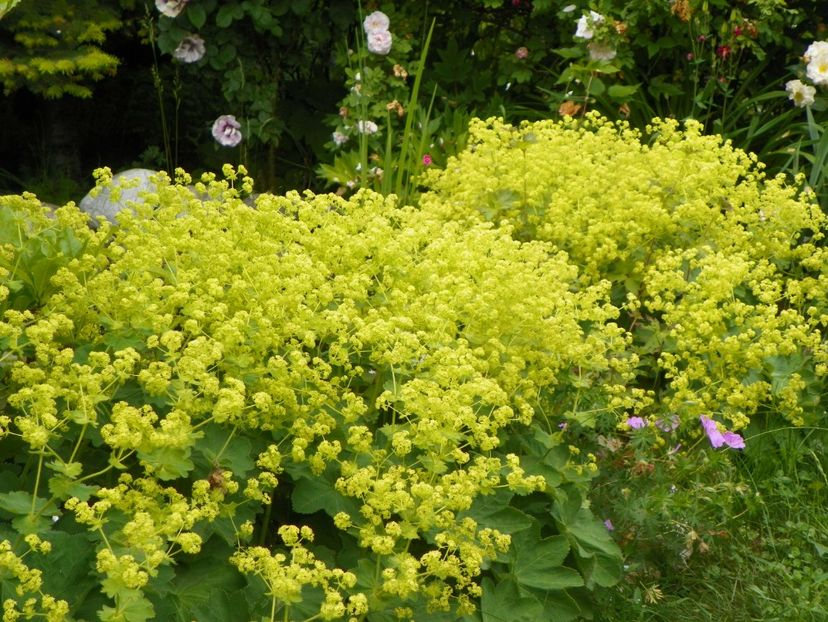 13 iun (153) - Vara 2019