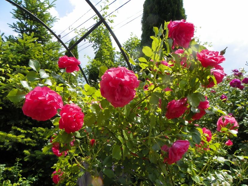 13 iun (225) - Trandafiri 2019