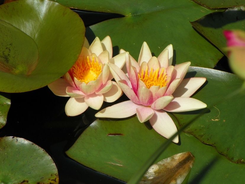 13 iun (178) - Vara 2019