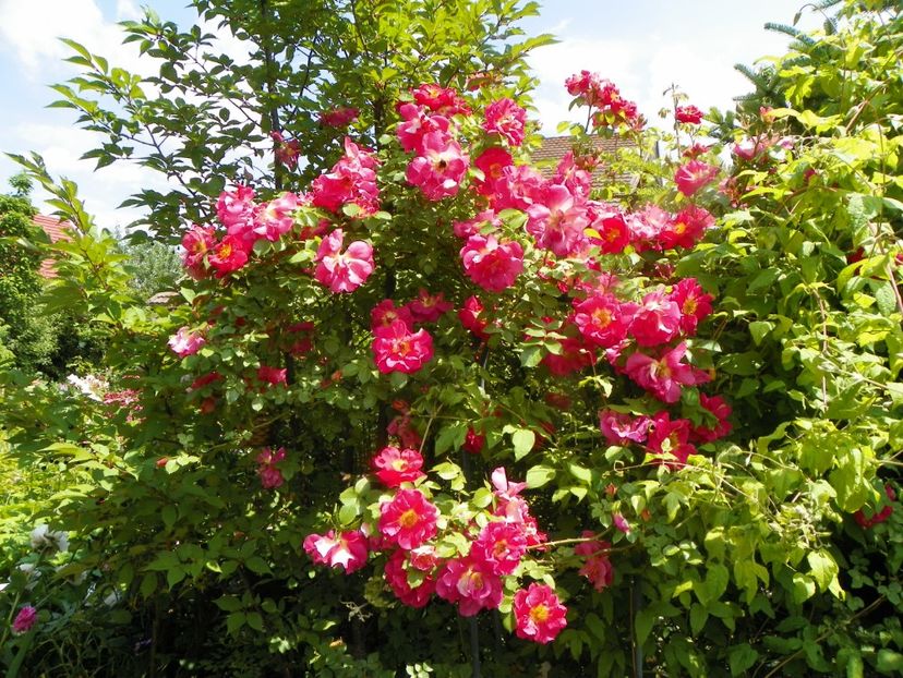 13 iun (226) - Trandafiri 2019