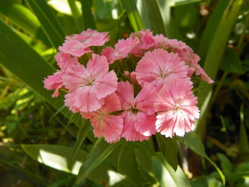 13 iun (200) - Vara 2019