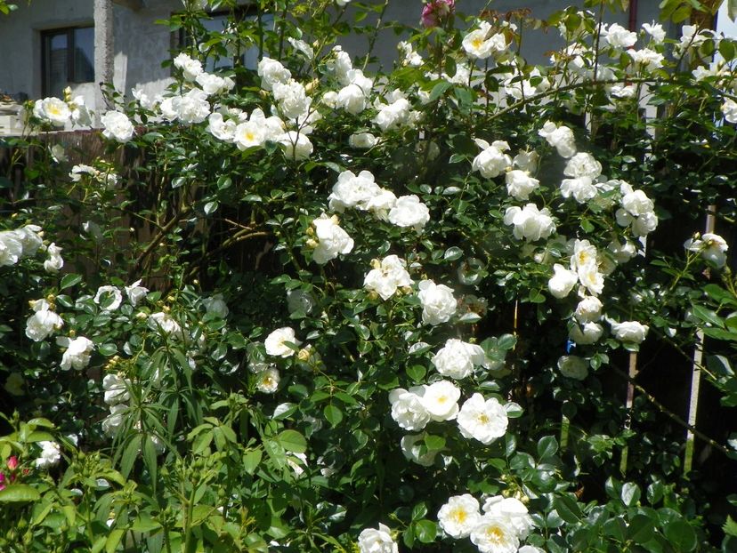 13 iun (236) - Trandafiri 2019