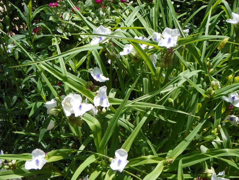 13 iun (212) - Vara 2019