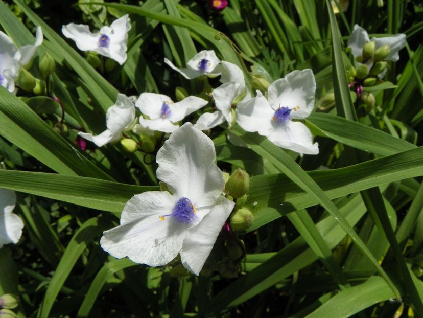 13 iun (213) - Vara 2019