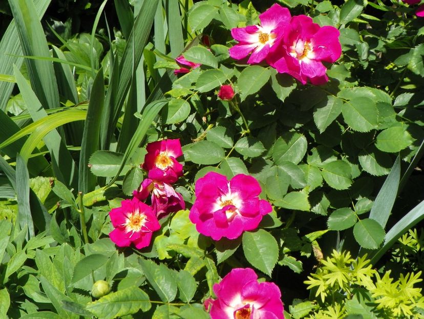 13 iun (238) - Trandafiri 2019