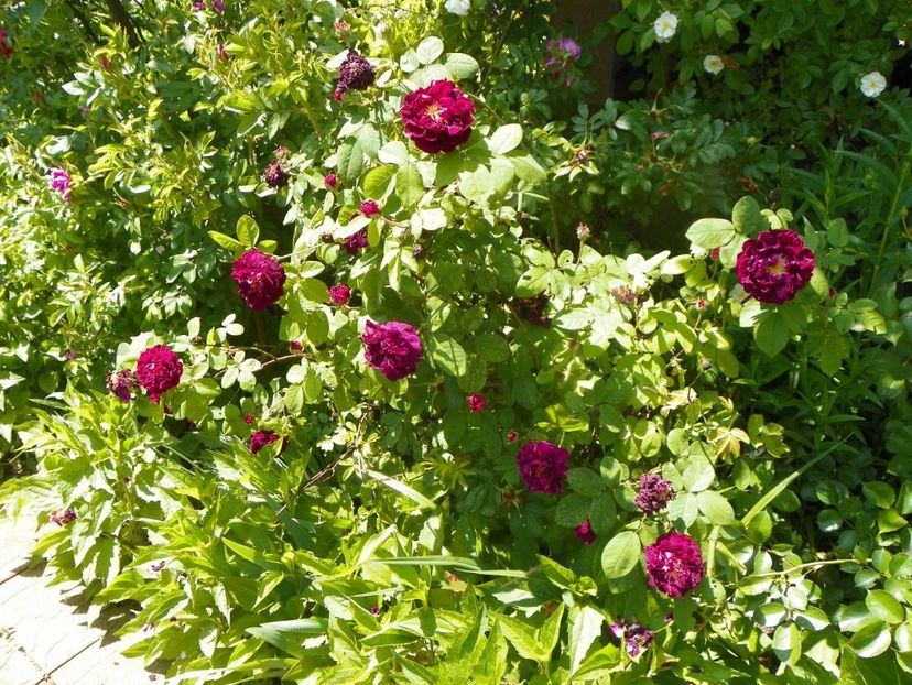 13 iun (242) - Trandafiri 2019