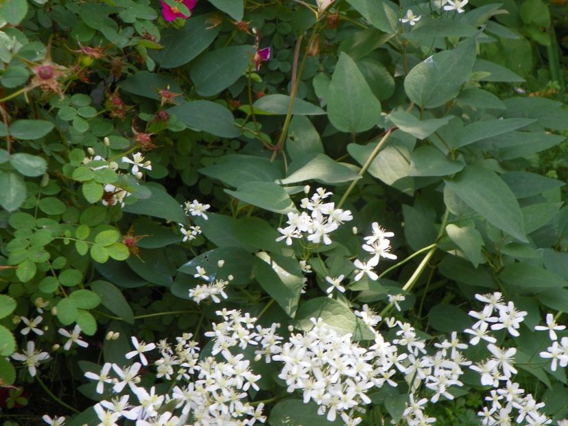 13 iun (262) - Vara 2019