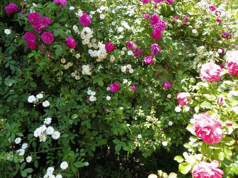 13 iun (244) - Trandafiri 2019